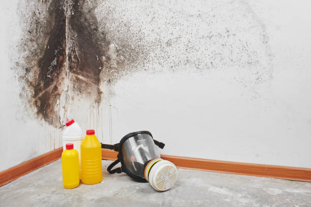 Best Mold Testing  in Genoa, IL