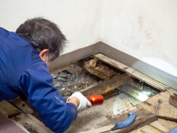Best Fast Mold Removal  in Genoa, IL