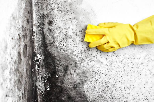 Best Commercial Mold Removal  in Genoa, IL