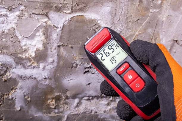 Best Black Mold Removal  in Genoa, IL