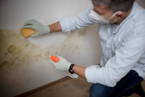 Best Certified Mold Removal  in Genoa, IL