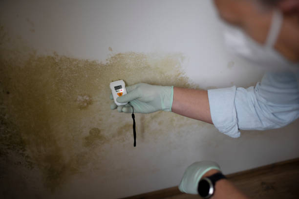 Reliable Genoa, IL Mold Removal Solutions