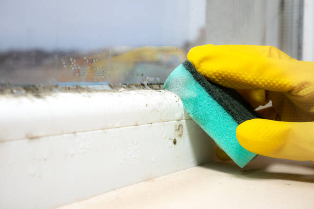Attic Mold Removal in Genoa, IL